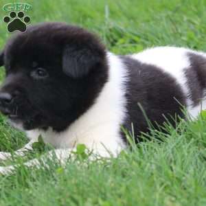 AKC  Bubbles, Akita Puppy